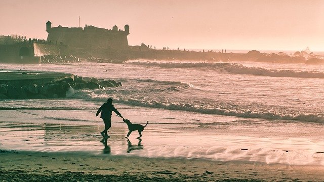 Teach Dogs to Wave
