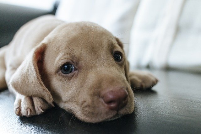 Triple Antibiotic Ointment on Dogs